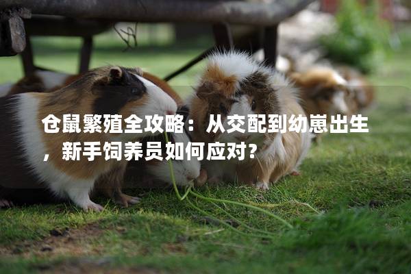 仓鼠繁殖全攻略：从交配到幼崽出生，新手饲养员如何应对？