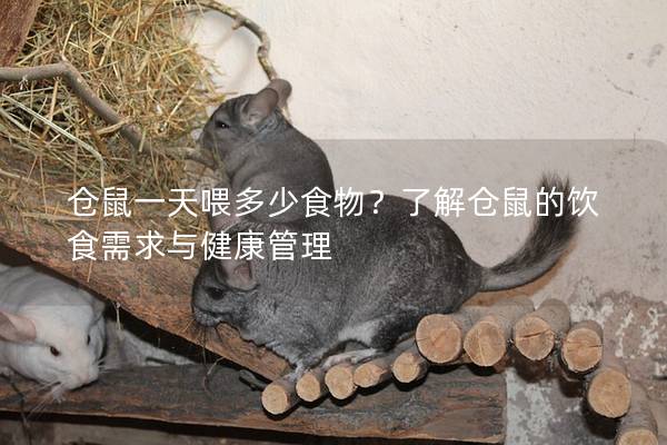 仓鼠一天喂多少食物？了解仓鼠的饮食需求与健康管理