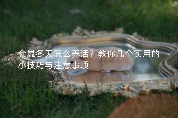 仓鼠冬天怎么养活？教你几个实用的小技巧与注意事项