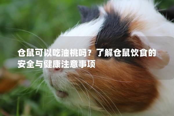 仓鼠可以吃油桃吗？了解仓鼠饮食的安全与健康注意事项