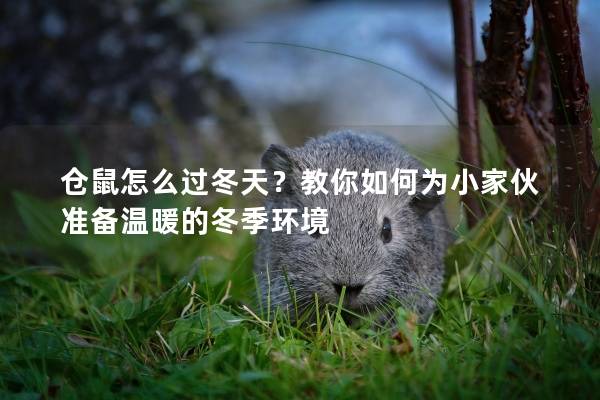 仓鼠怎么过冬天？教你如何为小家伙准备温暖的冬季环境