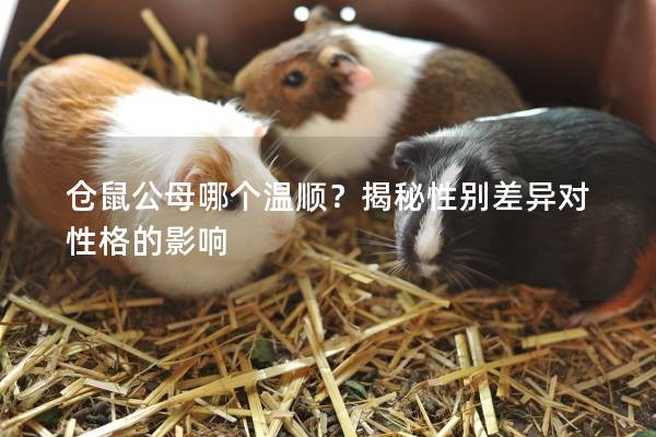 仓鼠公母哪个温顺？揭秘性别差异对性格的影响