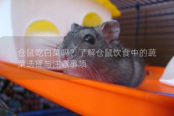 仓鼠吃白菜吗？了解仓鼠饮食中的蔬菜选择与注意事项
