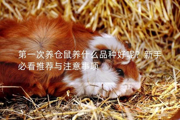 第一次养仓鼠养什么品种好呢？新手必看推荐与注意事项