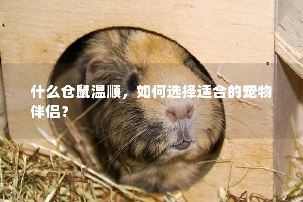 什么仓鼠温顺，如何选择适合的宠物伴侣？