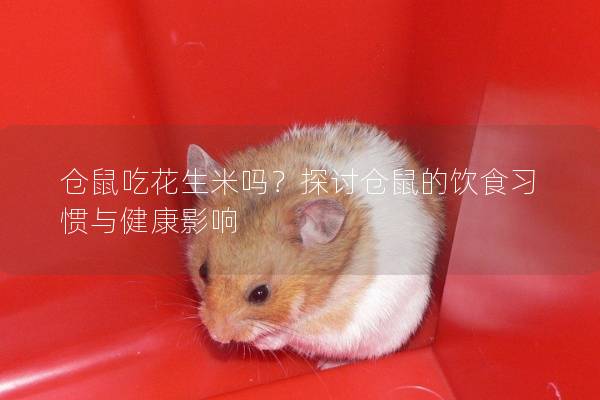 仓鼠吃花生米吗？探讨仓鼠的饮食习惯与健康影响