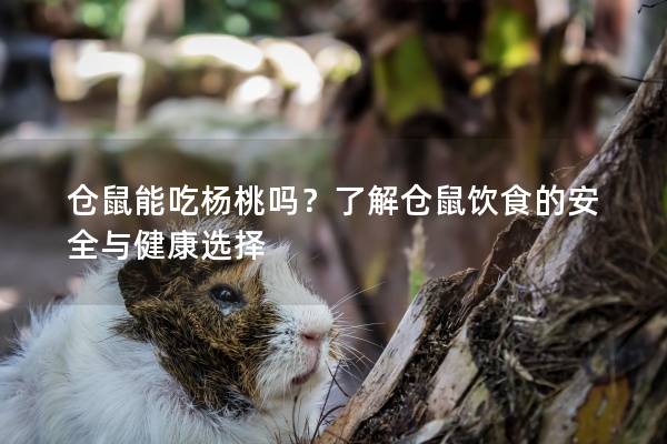 仓鼠能吃杨桃吗？了解仓鼠饮食的安全与健康选择