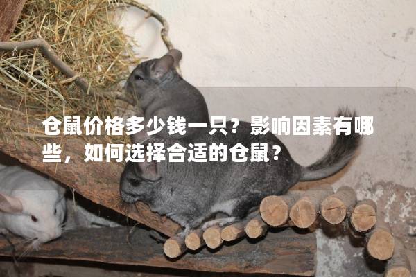 仓鼠价格多少钱一只？影响因素有哪些，如何选择合适的仓鼠？