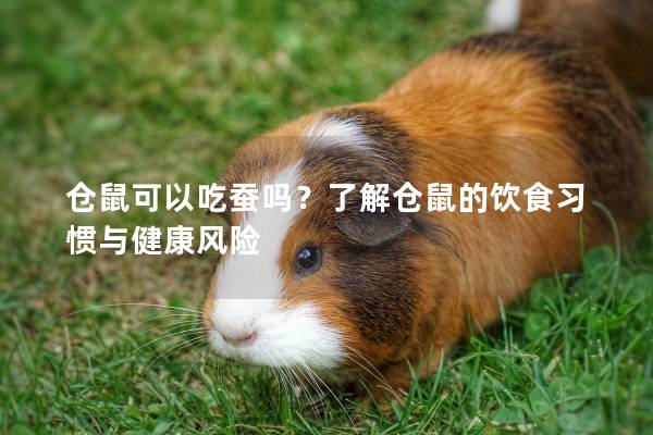 仓鼠可以吃蚕吗？了解仓鼠的饮食习惯与健康风险