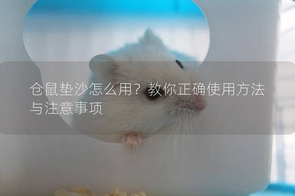 仓鼠垫沙怎么用？教你正确使用方法与注意事项