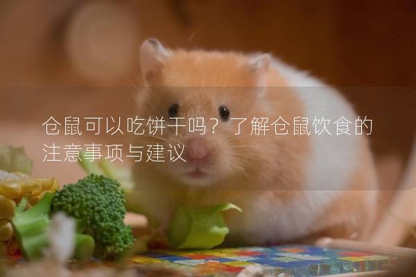 仓鼠可以吃饼干吗？了解仓鼠饮食的注意事项与建议