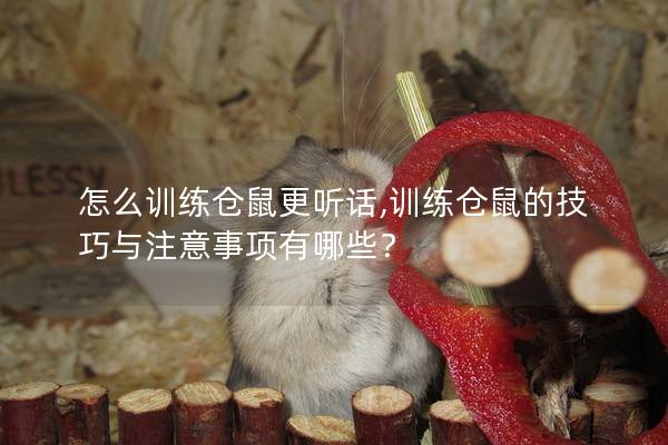 怎么训练仓鼠更听话,训练仓鼠的技巧与注意事项有哪些？