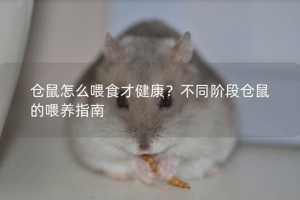 仓鼠怎么喂食才健康？不同阶段仓鼠的喂养指南