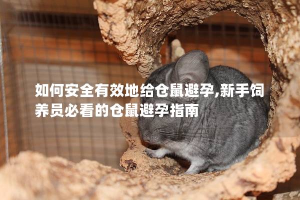如何安全有效地给仓鼠避孕,新手饲养员必看的仓鼠避孕指南