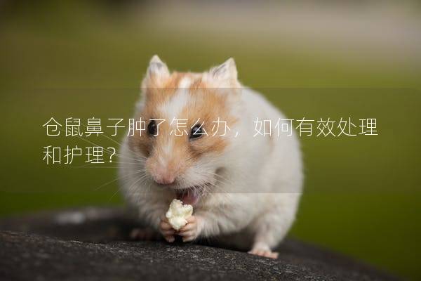 仓鼠鼻子肿了怎么办，如何有效处理和护理？