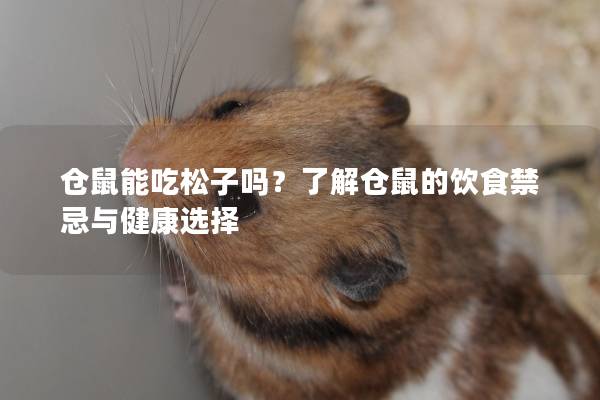 仓鼠能吃松子吗？了解仓鼠的饮食禁忌与健康选择