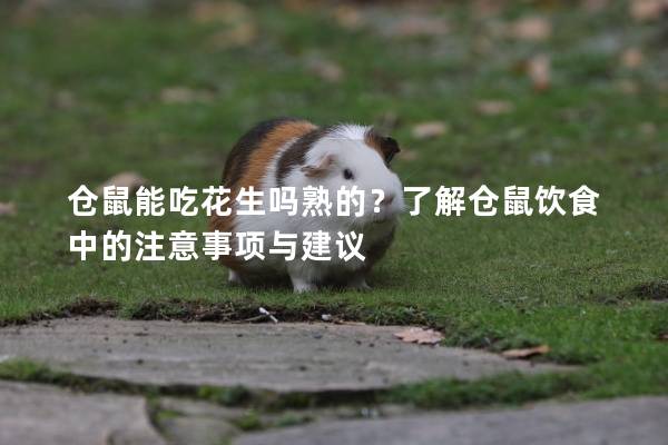 仓鼠能吃花生吗熟的？了解仓鼠饮食中的注意事项与建议