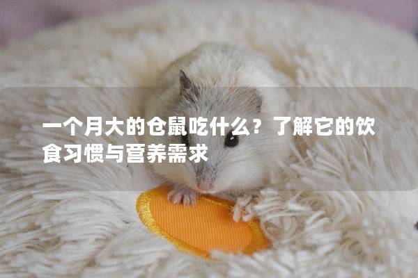一个月大的仓鼠吃什么？了解它的饮食习惯与营养需求
