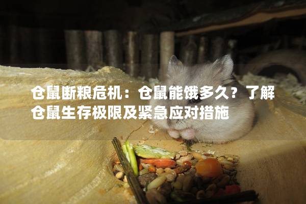 仓鼠断粮危机：仓鼠能饿多久？了解仓鼠生存极限及紧急应对措施