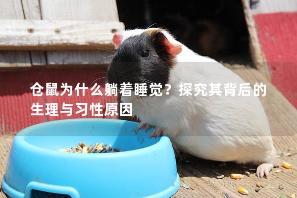 仓鼠为什么躺着睡觉？探究其背后的生理与习性原因