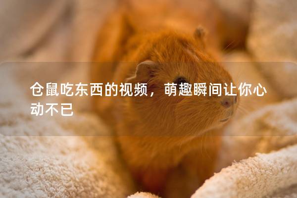 仓鼠吃东西的视频，萌趣瞬间让你心动不已