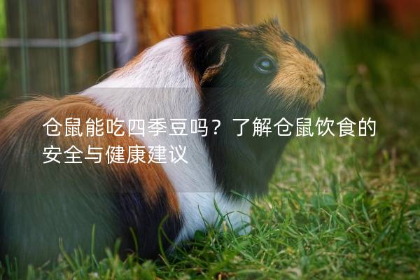 仓鼠能吃四季豆吗？了解仓鼠饮食的安全与健康建议