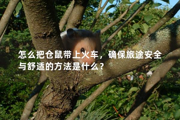 怎么把仓鼠带上火车，确保旅途安全与舒适的方法是什么？