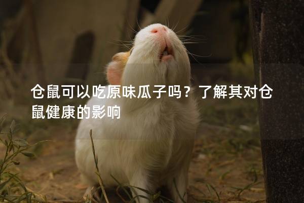 仓鼠可以吃原味瓜子吗？了解其对仓鼠健康的影响