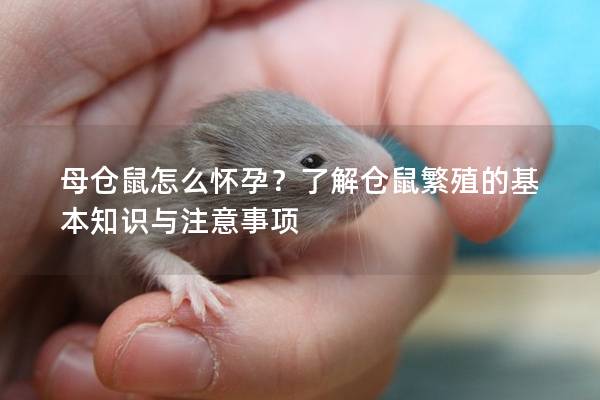 母仓鼠怎么怀孕？了解仓鼠繁殖的基本知识与注意事项