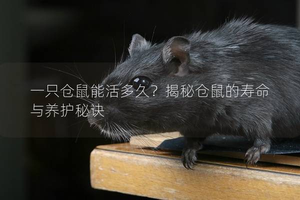 一只仓鼠能活多久？揭秘仓鼠的寿命与养护秘诀