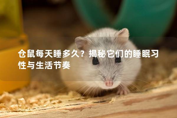 仓鼠每天睡多久？揭秘它们的睡眠习性与生活节奏