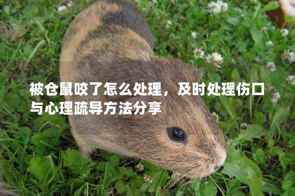 被仓鼠咬了怎么处理，及时处理伤口与心理疏导方法分享