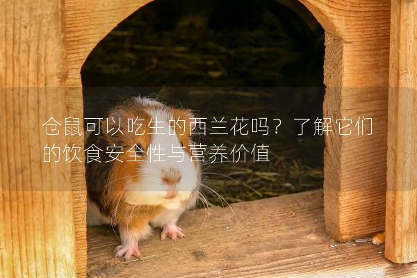 仓鼠可以吃生的西兰花吗？了解它们的饮食安全性与营养价值