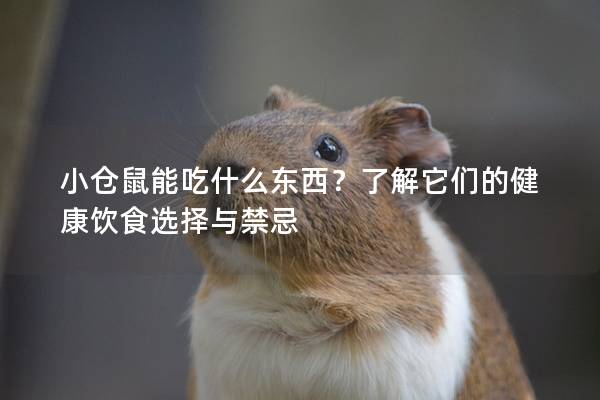 小仓鼠能吃什么东西？了解它们的健康饮食选择与禁忌
