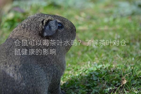 仓鼠可以喝茶叶水吗？了解茶叶对仓鼠健康的影响