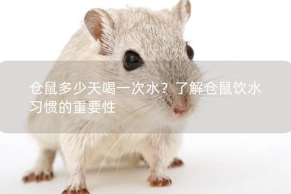仓鼠多少天喝一次水？了解仓鼠饮水习惯的重要性