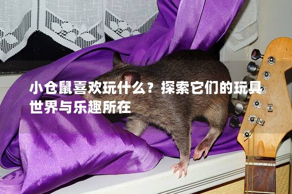 小仓鼠喜欢玩什么？探索它们的玩具世界与乐趣所在