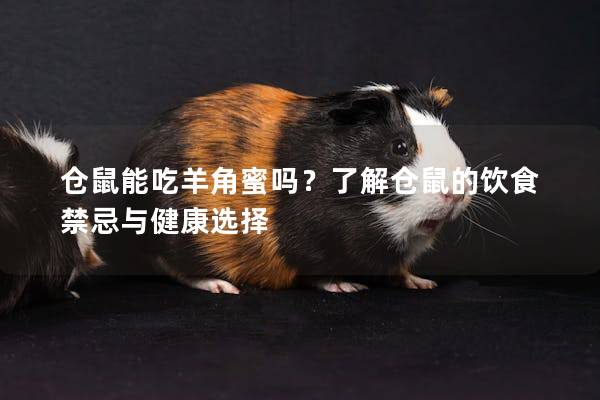 仓鼠能吃羊角蜜吗？了解仓鼠的饮食禁忌与健康选择