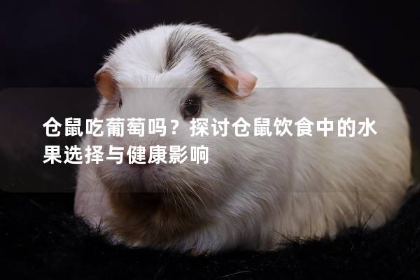 仓鼠吃葡萄吗？探讨仓鼠饮食中的水果选择与健康影响