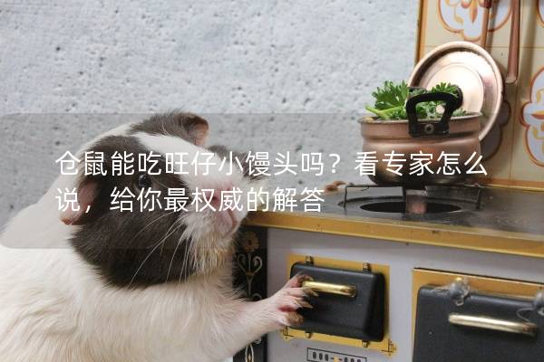 仓鼠能吃旺仔小馒头吗？看专家怎么说，给你最权威的解答