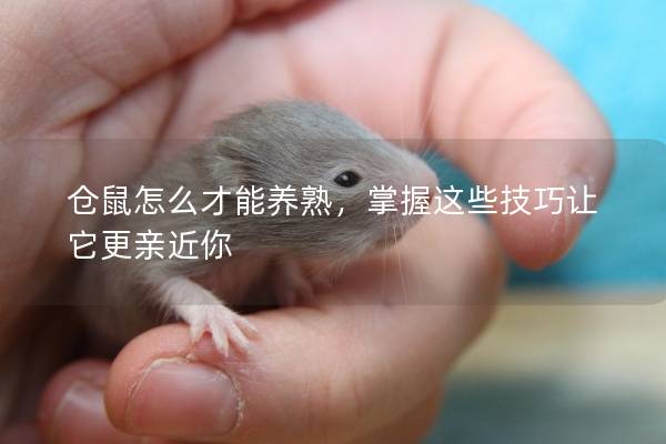 仓鼠怎么才能养熟，掌握这些技巧让它更亲近你