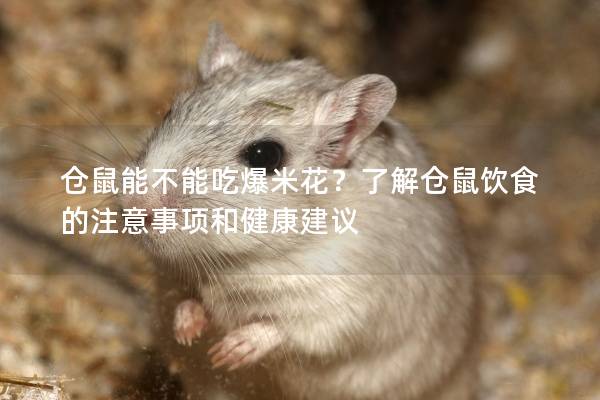 仓鼠能不能吃爆米花？了解仓鼠饮食的注意事项和健康建议