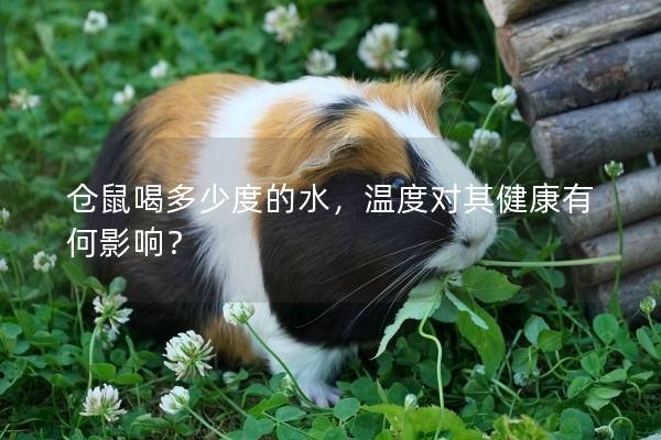 仓鼠喝多少度的水，温度对其健康有何影响？