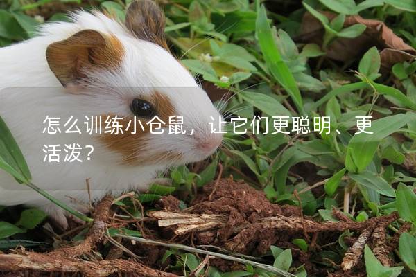 怎么训练小仓鼠，让它们更聪明、更活泼？