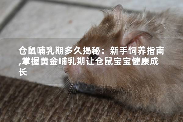 仓鼠哺乳期多久揭秘：新手饲养指南,掌握黄金哺乳期让仓鼠宝宝健康成长