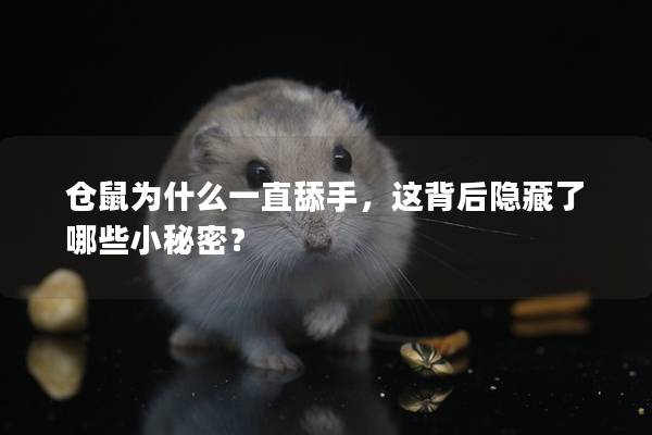 仓鼠为什么一直舔手，这背后隐藏了哪些小秘密？