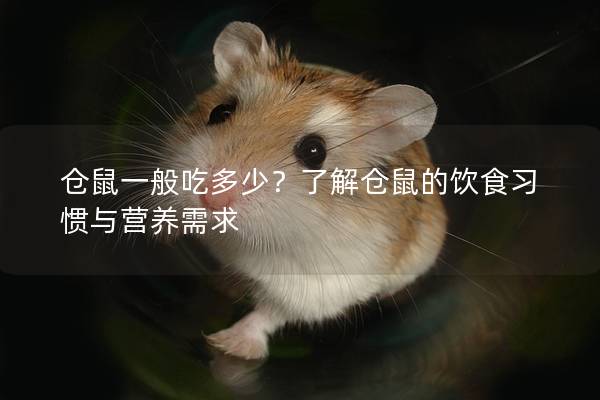 仓鼠一般吃多少？了解仓鼠的饮食习惯与营养需求