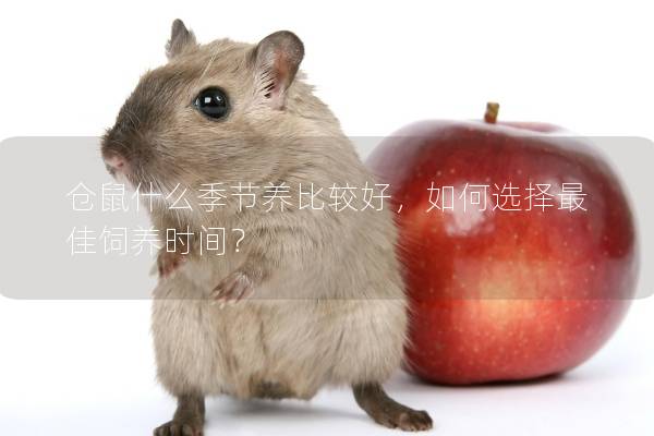 仓鼠什么季节养比较好，如何选择最佳饲养时间？