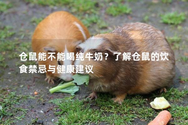 仓鼠能不能喝纯牛奶？了解仓鼠的饮食禁忌与健康建议