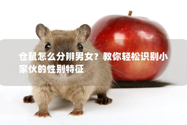 仓鼠怎么分辨男女？教你轻松识别小家伙的性别特征